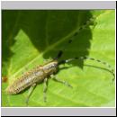 Agapanthia villosoviridescens - Distelbock 05.jpg